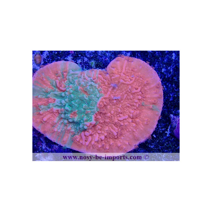 Montipora capricornis grafted WYSIWYG 02042022-1