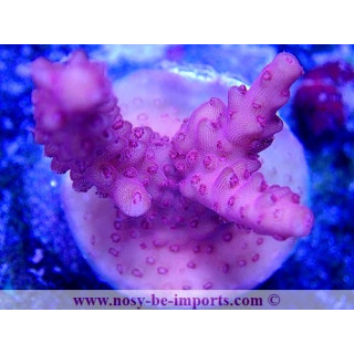 Acropora sp. USA WYSIWYG 02042022-2