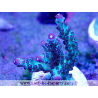 Acropora sp. USA WYSIWYG 02042022-4
