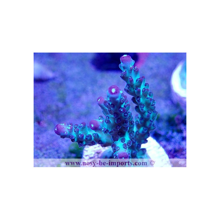 Acropora sp. USA WYSIWYG 02042022-4