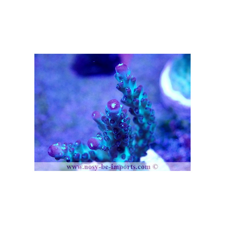 Acropora sp. USA WYSIWYG 02042022-4