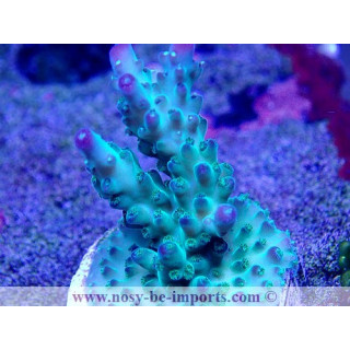 Acropora sp. USA WYSIWYG 02042022-5