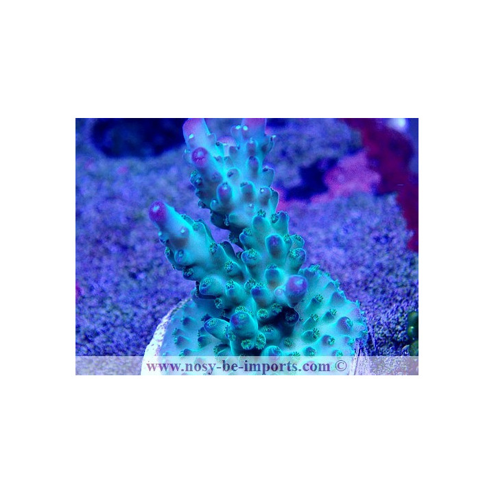 Acropora sp. USA WYSIWYG 02042022-5
