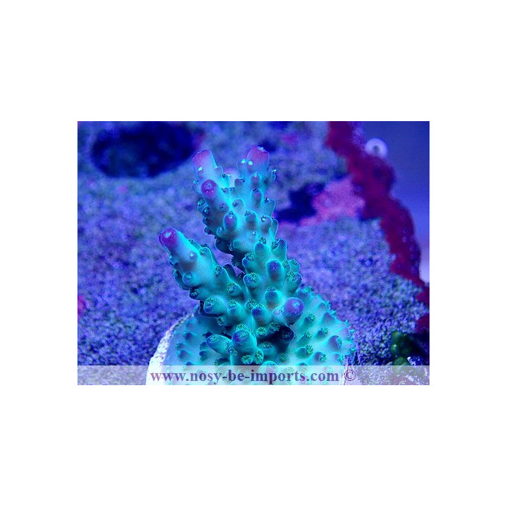 Acropora sp. USA WYSIWYG 02042022-5