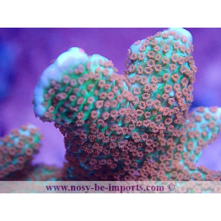 Montipora confusa WYSIWYG 02042022-6