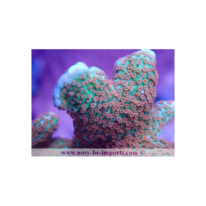 Montipora confusa WYSIWYG 02042022-6