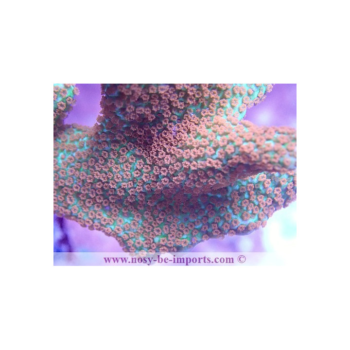 Montipora confusa WYSIWYG 02042022-6