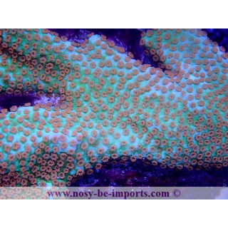 Montipora confusa WYSIWYG 02042022-7