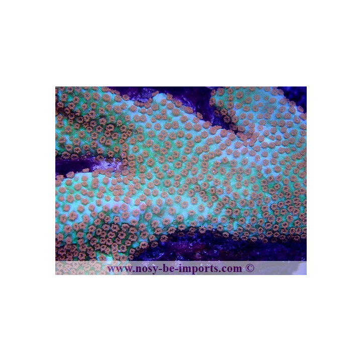 Montipora confusa WYSIWYG 02042022-7