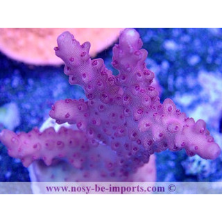 Acropora sp. USA WYSIWYG 02042022-8