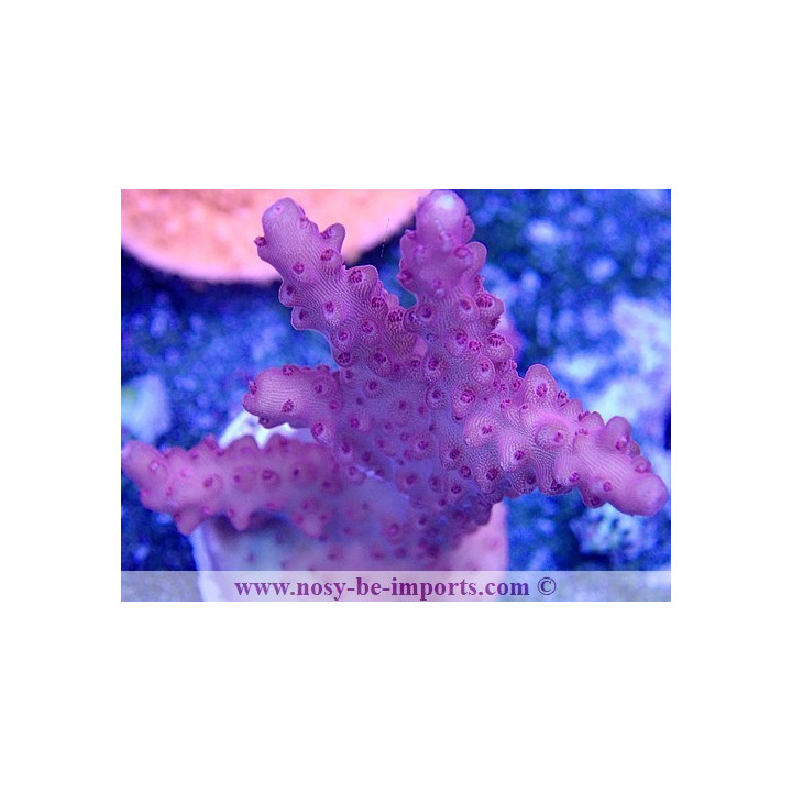 Acropora sp. USA WYSIWYG 02042022-8