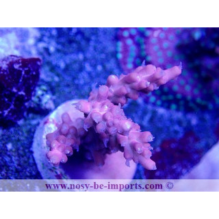 Acropora sp. USA WYSIWYG 02042022-10