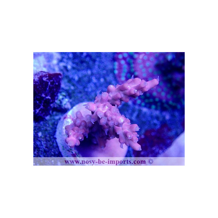 Acropora sp. USA WYSIWYG 02042022-10