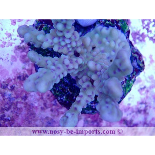 Montipora sp. WYSIWYG 02042022-11