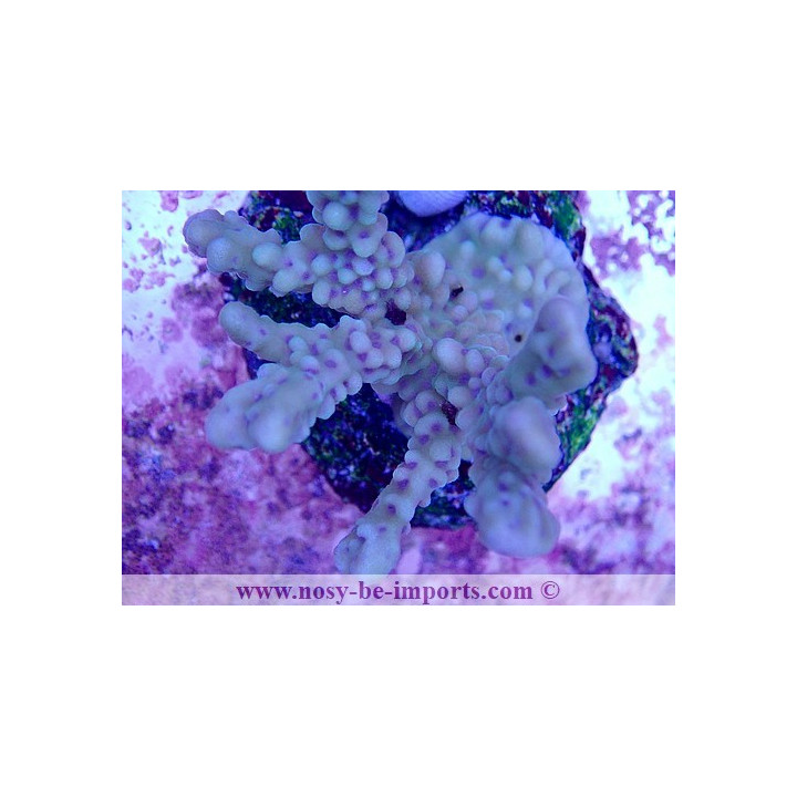 Montipora sp. WYSIWYG 02042022-11