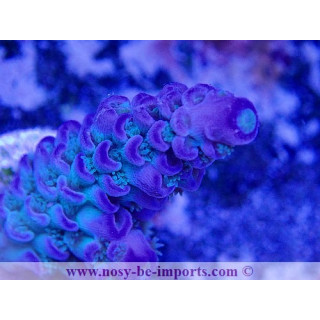 Acropora tenuis WYSIWYG 02042022-12