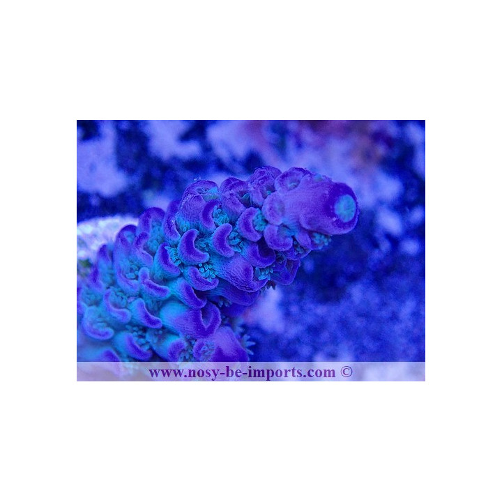 Acropora tenuis WYSIWYG 02042022-12