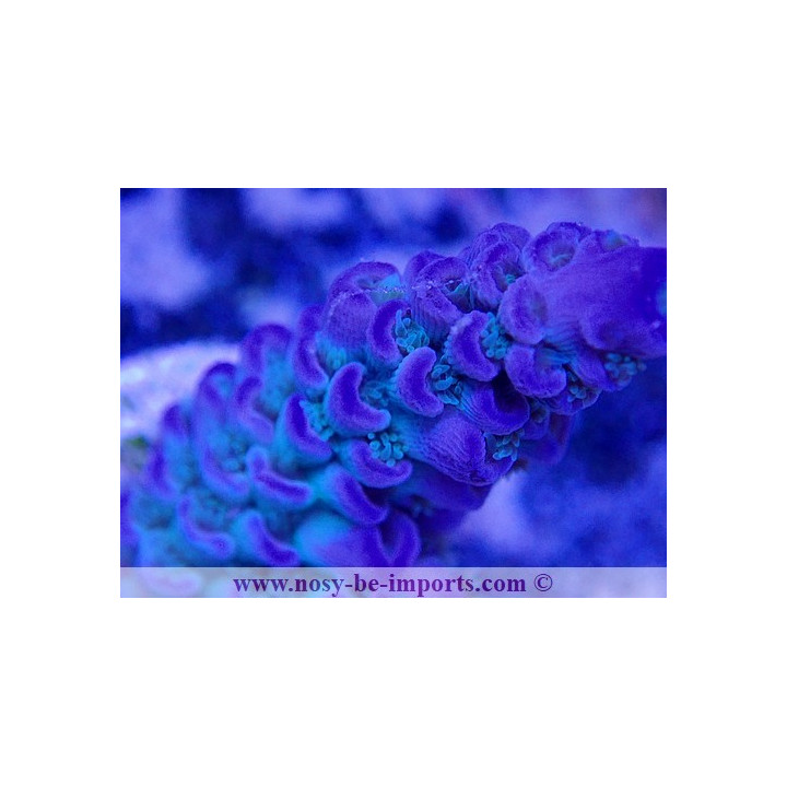 Acropora tenuis WYSIWYG 02042022-12