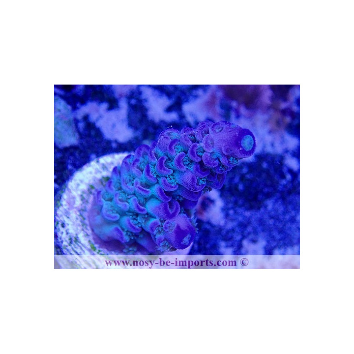 Acropora tenuis WYSIWYG 02042022-12