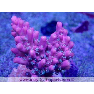 Acropora sp. USA WYSIWYG 02042022-13