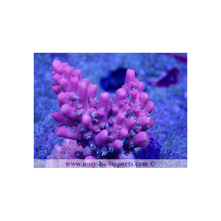 Acropora sp. USA WYSIWYG 02042022-13