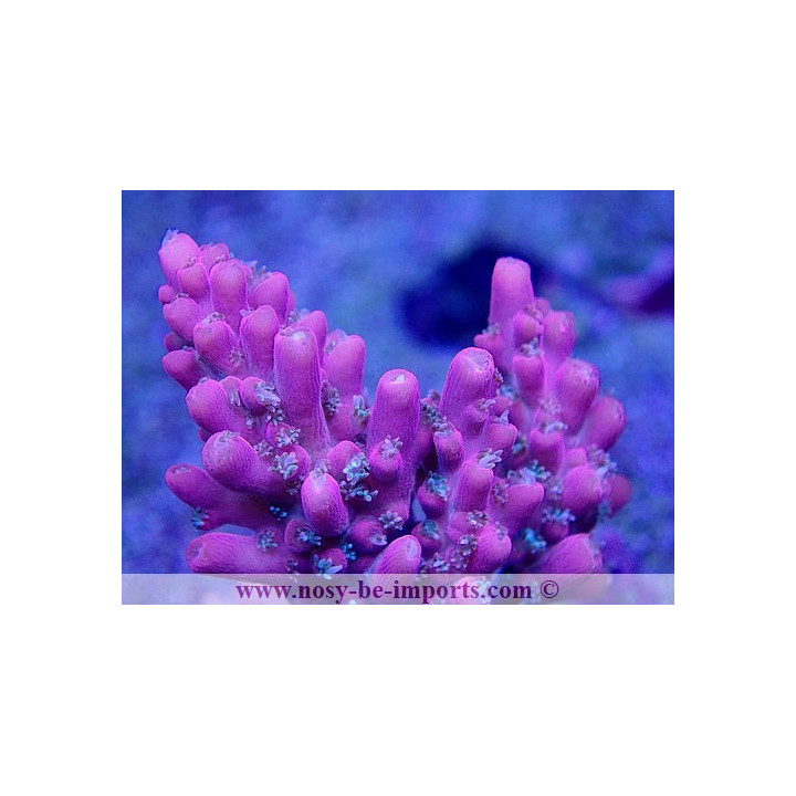 Acropora sp. USA WYSIWYG 02042022-13