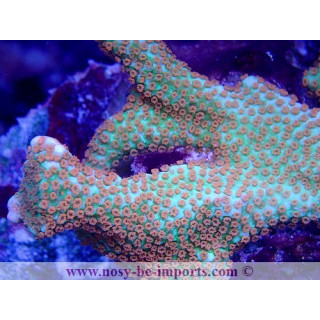 Montipora confusa WYSIWYG 02042022-13