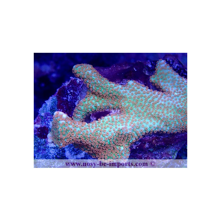 Montipora confusa WYSIWYG 02042022-13