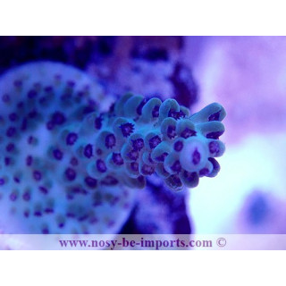 Acropora sp. USA WYSIWYG 02042022-14
