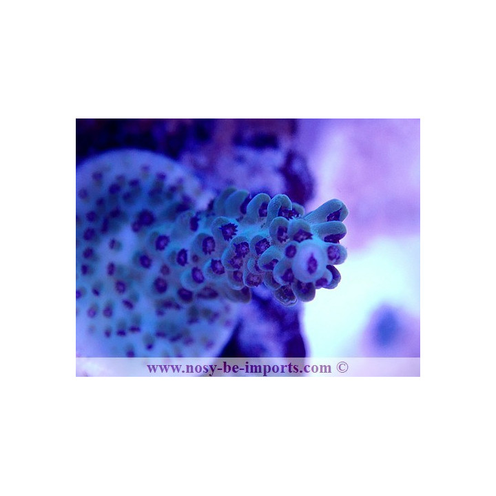 Acropora sp. USA WYSIWYG 02042022-14