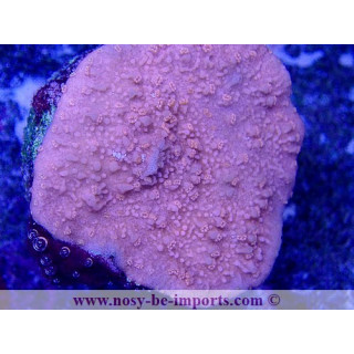 Montipora capricornis WYSIWYG 02042022-15