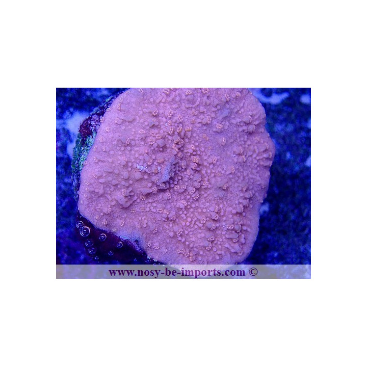 Montipora capricornis WYSIWYG 02042022-15