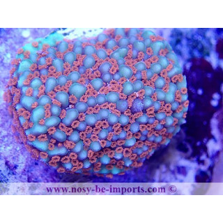 Montipora sp. WYSIWYG 02042022-16