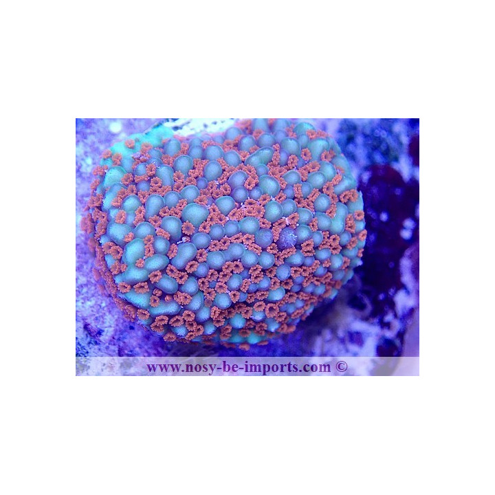 Montipora sp. WYSIWYG 02042022-16