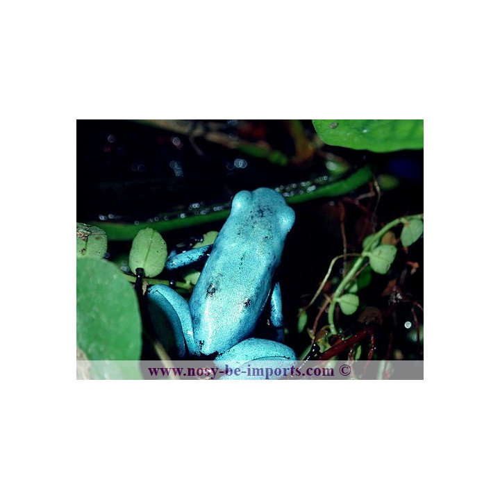 Adelphobates galactonotus bleue