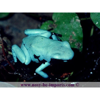 Adelphobates galactonotus bleue
