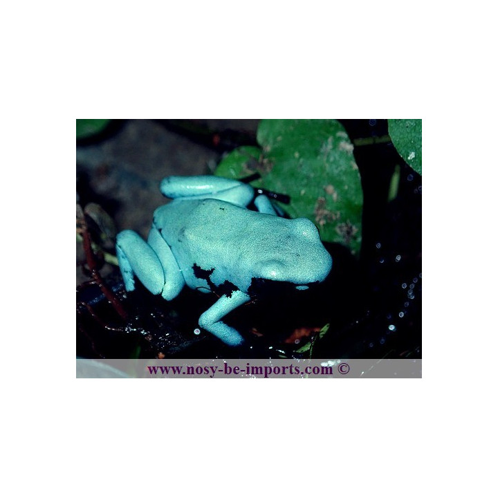 Adelphobates galactonotus bleue