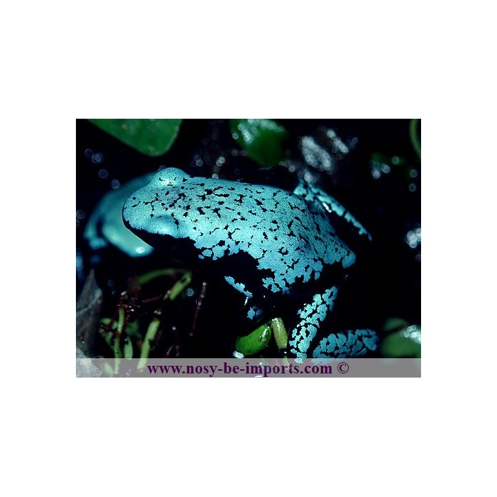 Adelphobates galactonotus bleue