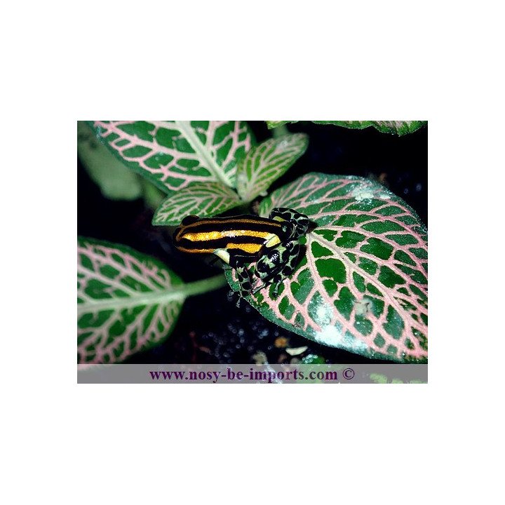 Ranitomeya sirensis Quimpichari