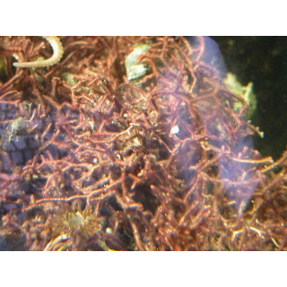 Galaxaura marginata