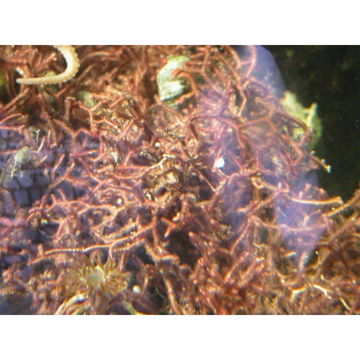 Galaxaura marginata