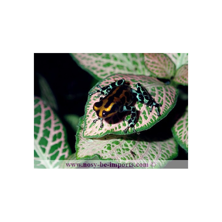 Ranitomeya sirensis Quimpichari