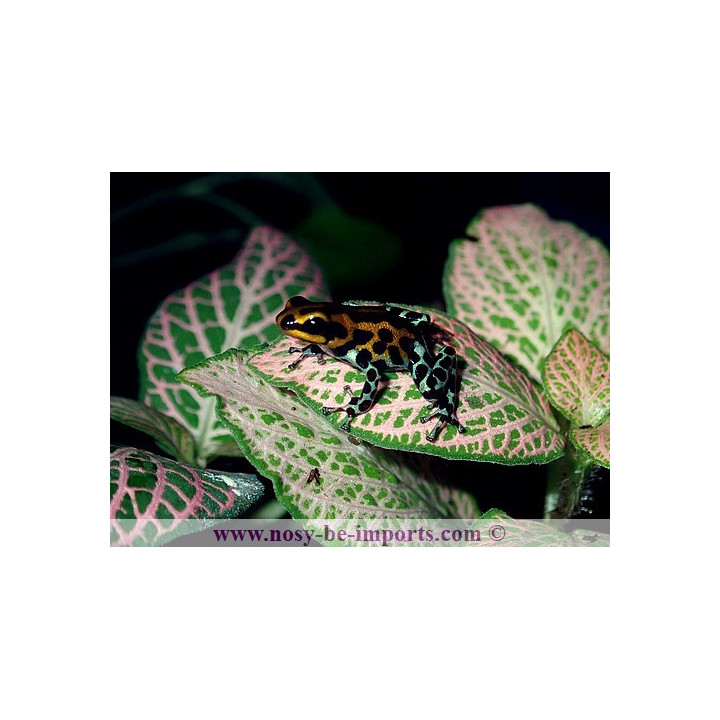 Ranitomeya sirensis Quimpichari