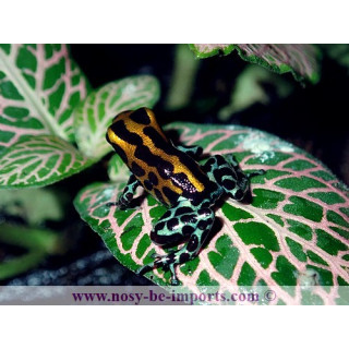 Ranitomeya sirensis Quimpichari
