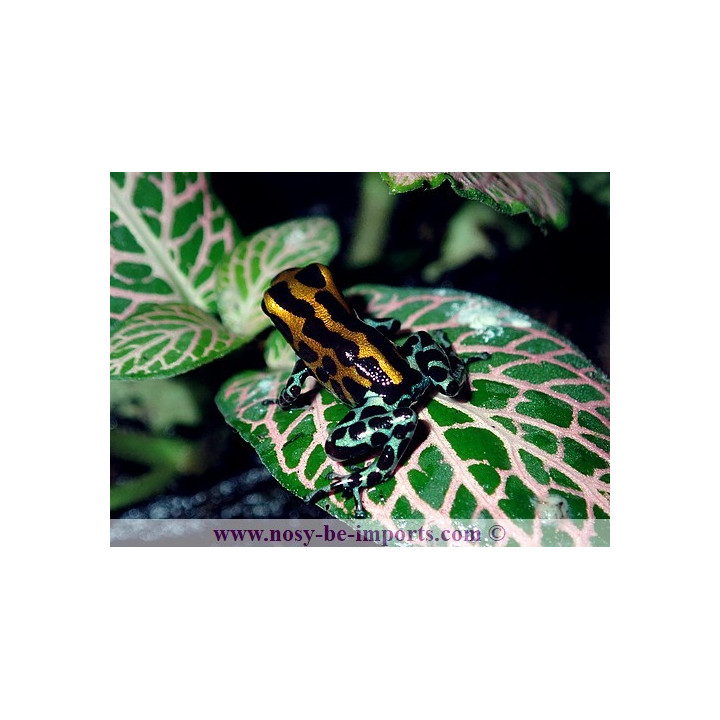 Ranitomeya sirensis Quimpichari