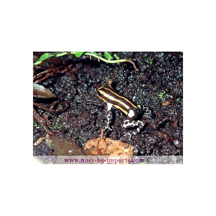 Ranitomeya sirensis Quimpichari
