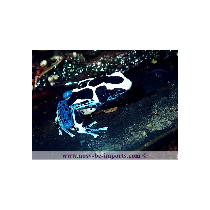Dendrobates tinctorius Oyapock