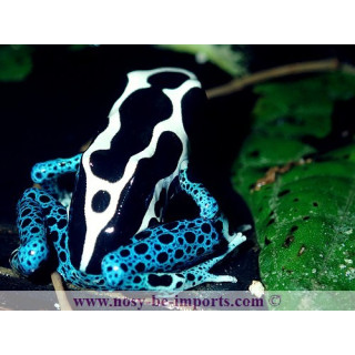 Dendrobates tinctorius Oyapock