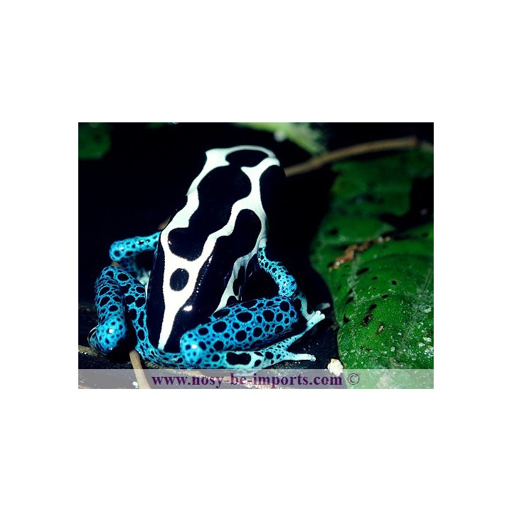 Dendrobates tinctorius Oyapock
