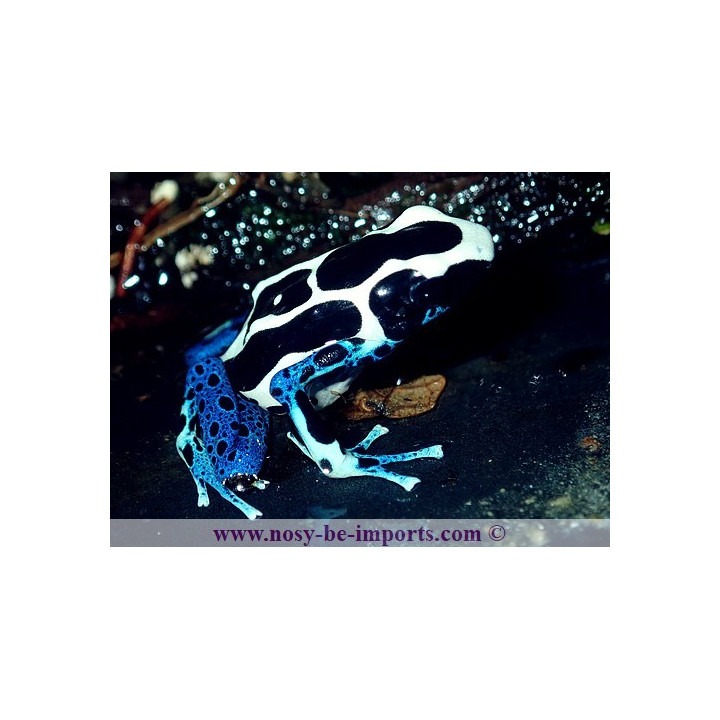 Dendrobates tinctorius Oyapock